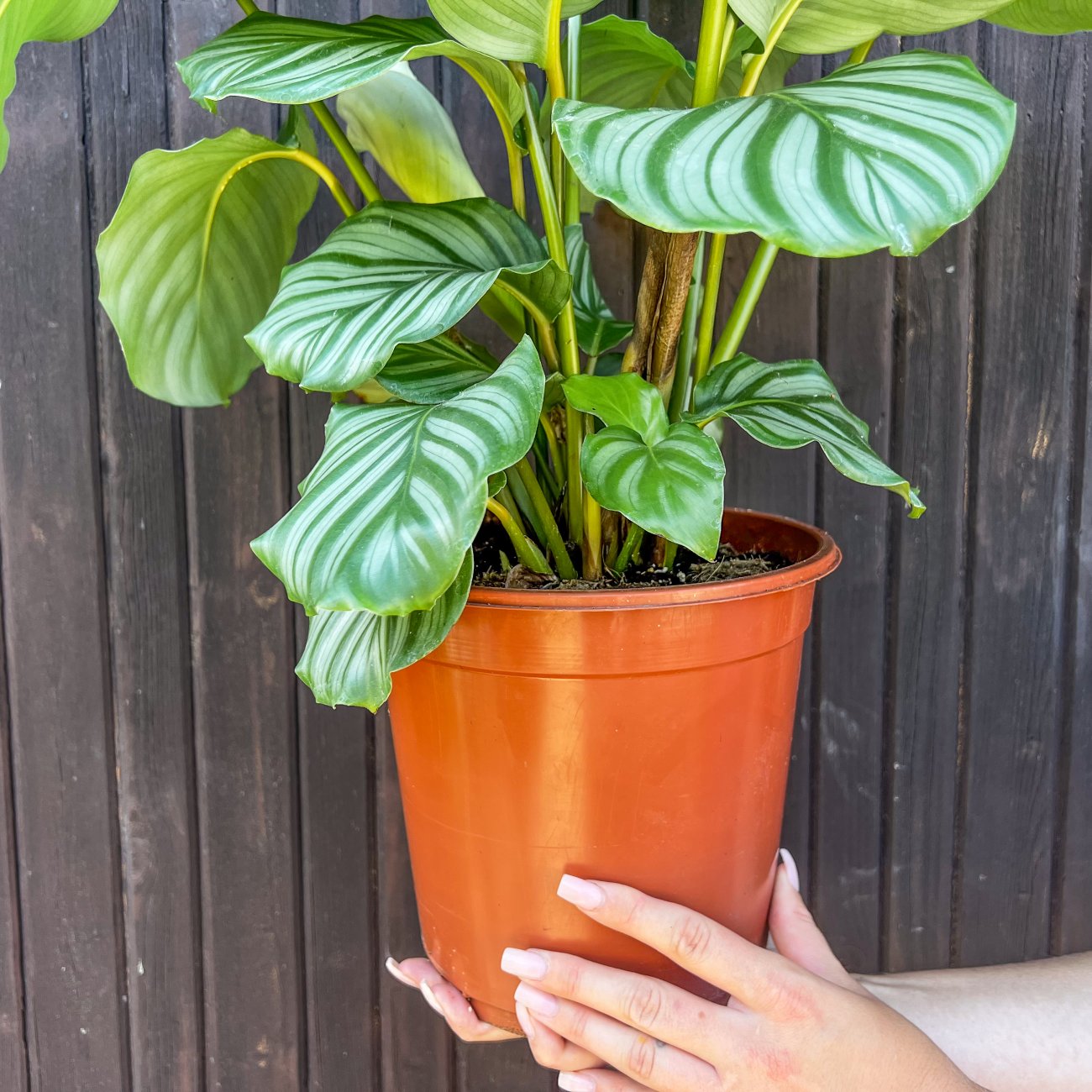 Obrázok Kalatea guľatolistá (Calathea orbifolia) - výška 40-50 cm, kont. C3L